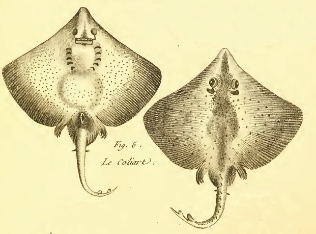 Dipturus batis SharkReferences